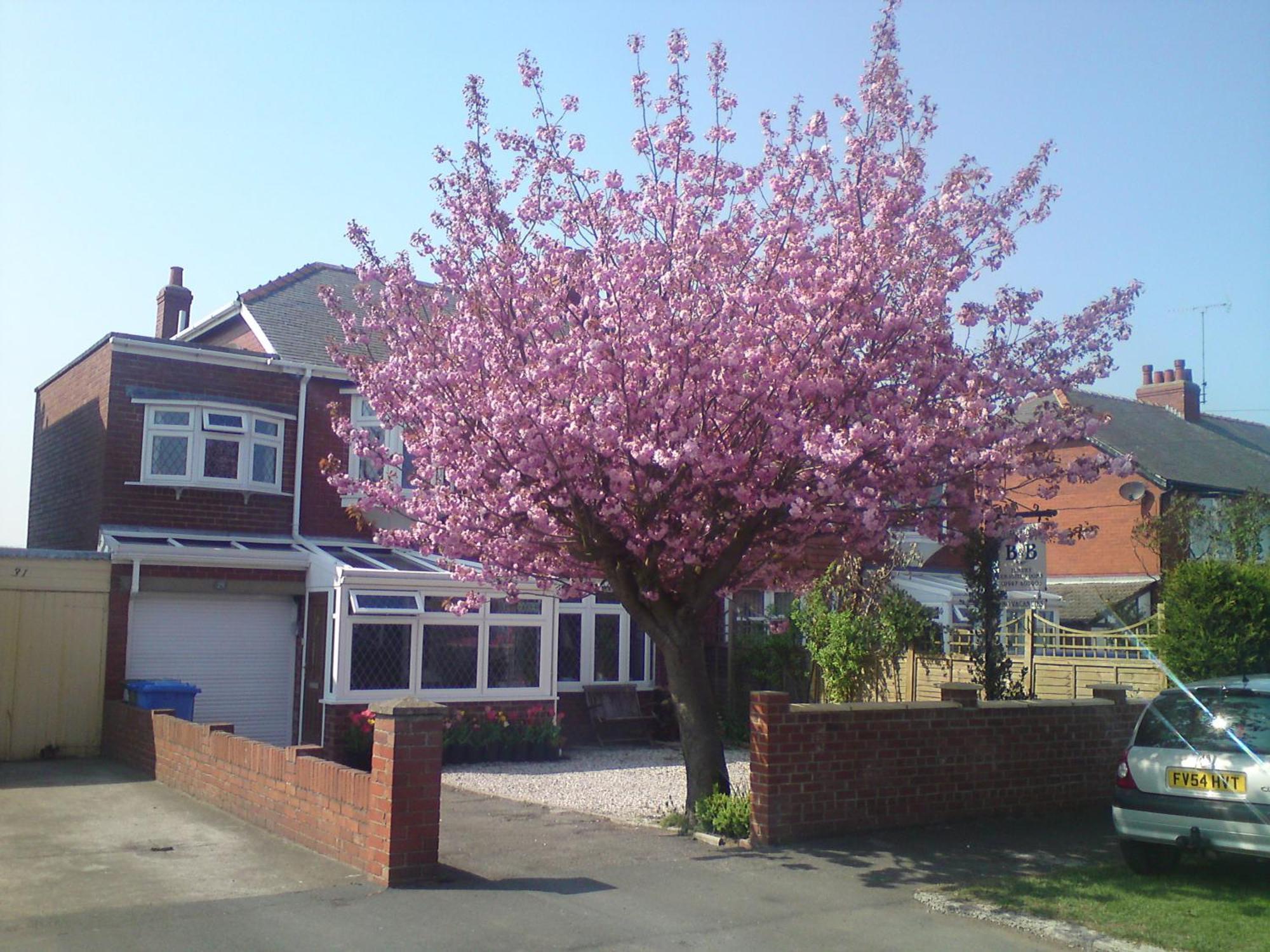 Cherry Blossom Guest House Уитби Экстерьер фото